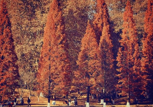 14个免费公园遛娃全攻略：看猴、玩水、露营、徒步一次集齐！速藏