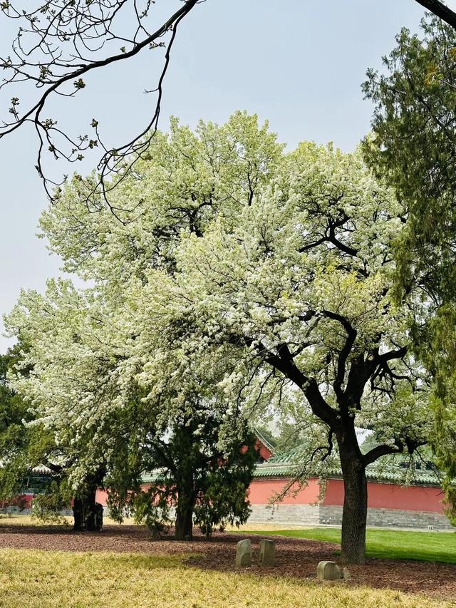 当一位普通北京市民爱上逛公园