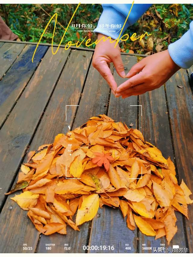 在秋季的米仓山,乘着小火车穿行山间