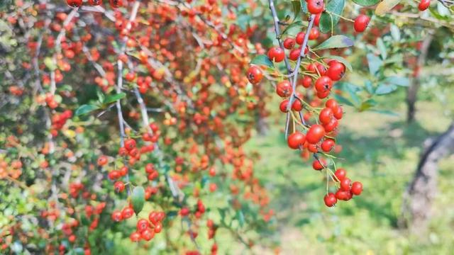 红满枝头!凤鸣公园火棘果红,你来与不来美就在那里!