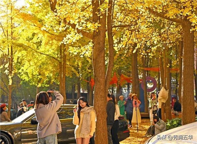 赏杏观鸥季 | 银杏披金，市集热闹，五华冬日美景醉了游人