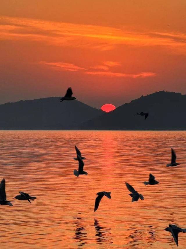 真的很美！2025苏州太湖观鸟超详细攻略来啦！