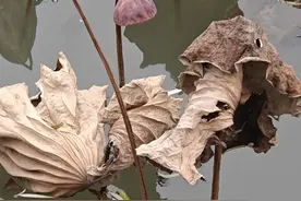 《我从未如此眷恋人间》最通透的十句话，治愈了我的精神内耗图片