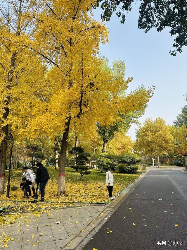 「石家庄拾秋日纪」裕西公园的银杏，黄了