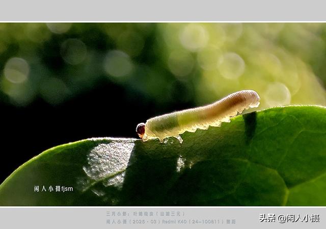 聊手机摄影（85）手机摄影用光入门须掌握，极具表现力的逆光摄影