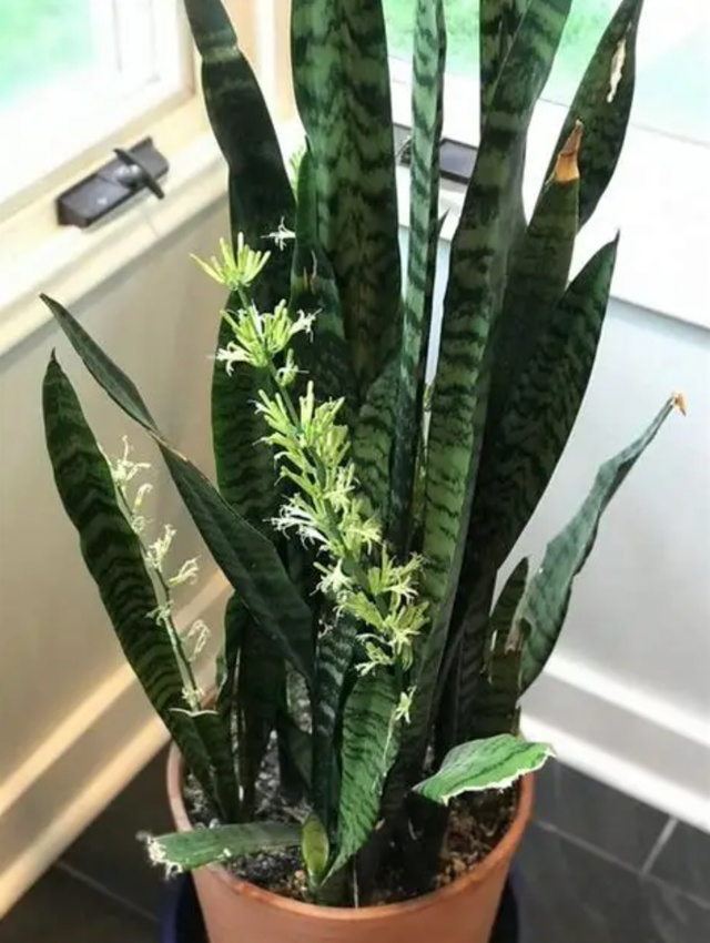 家里这8种特常见的盆栽绿植，只有极少花友看过它们开花