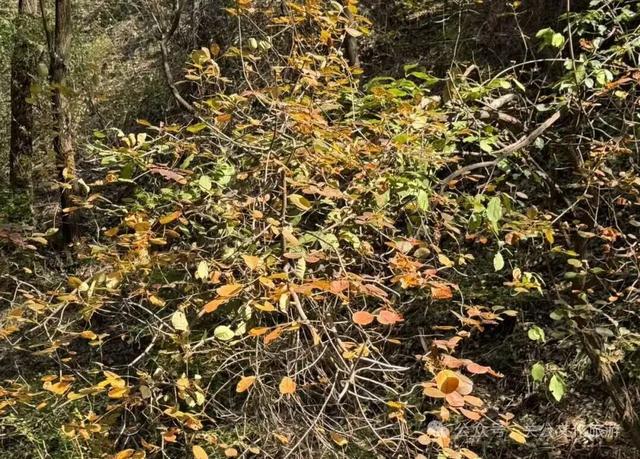 运城秋日的N种浪漫