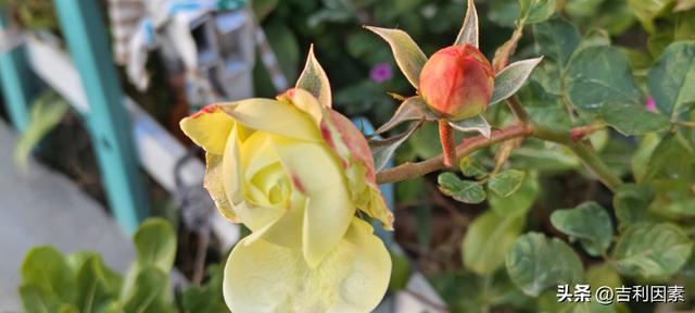 探访海安古镇——寻迹花娘桥