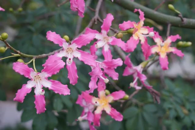 请查收!怀集发来花色请柬