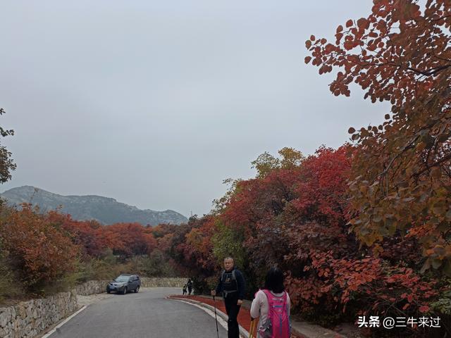 无为在歧路，柿岩之红叶