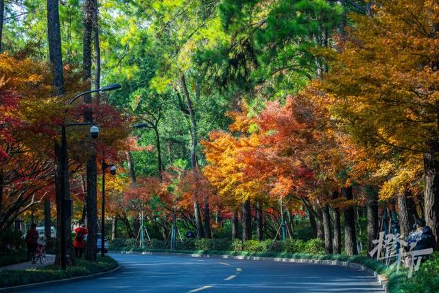 杭州最近美“枫”了，红枫和鸡爪槭还“傻傻分不清楚”？