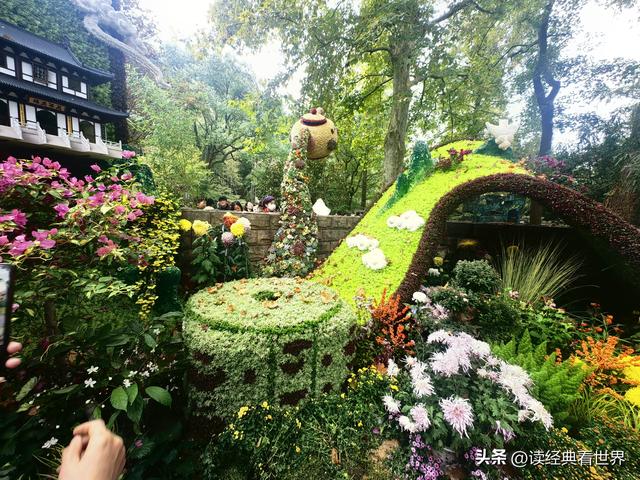杭州植物园的菊花展——一场关于菊花的饕餮盛宴（二）