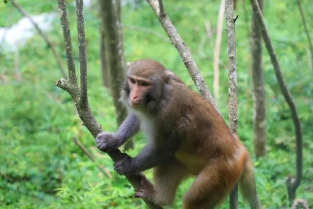 错过等一年！巴山大峡谷秋色刚开场，彩林已美成仙境！