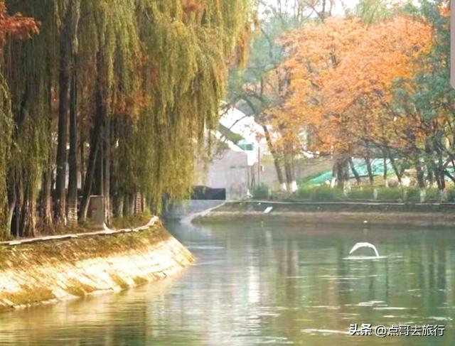 免费！成都府河上的水杉红惊艳来袭，地铁公交车直达！