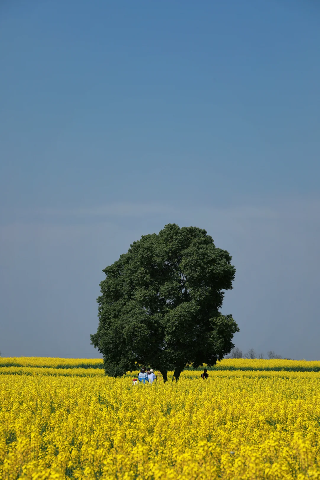 成都2026油菜花新晋顶流打卡地开花了！本周末直接冲错过等一年！