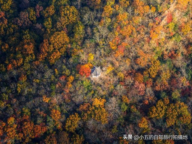 南京秋日赏景全攻略！8 大网红地 + 住宿推荐，红枫银杏梧桐全吃透