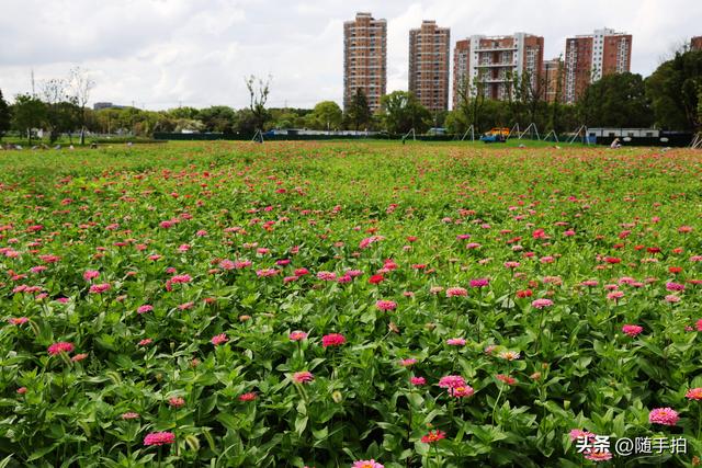 江苏苏州昆山花桥地铁站遇见粉色花海，百日菊盛放宛如画卷