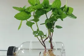 陕西一女子，因在工位上“穷养水培薄荷”走红，清新脱俗，太养眼图片