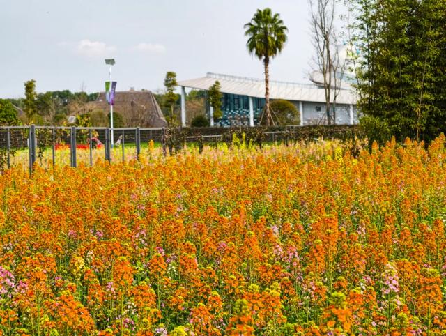 100%出片!郫都蝴蝶村彩色油菜花海,进入最美花期
