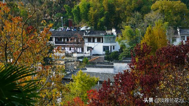 皖南秋色塔川绝美的落羽杉林