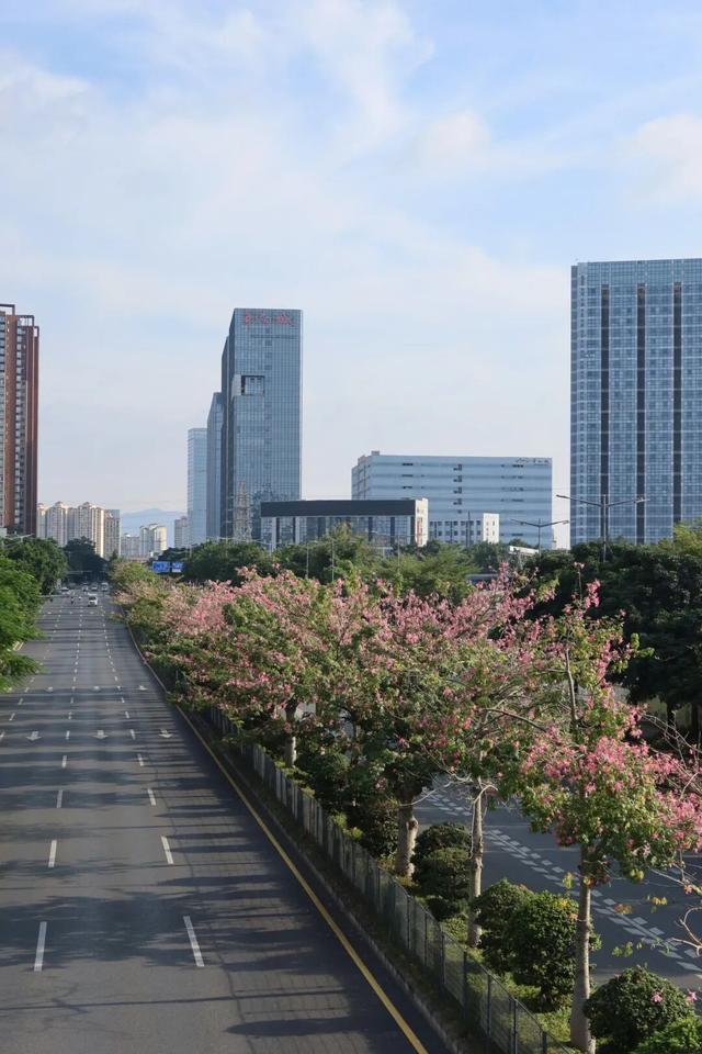 龙岗秋冬浪漫打卡指南来了！瀑布花海、空中花路…这份粉色攻略快收好！