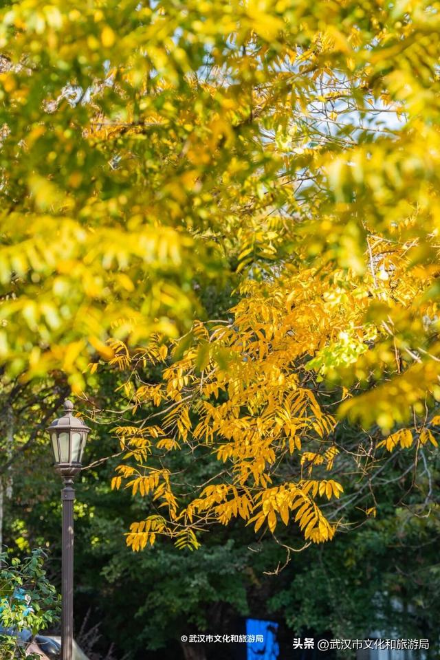 限时绝美！武汉街头颜值巅峰，地铁直达