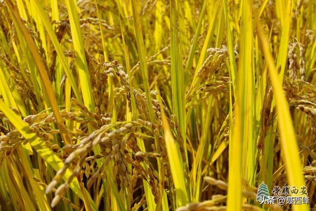 【风光】长安公园稻谷香