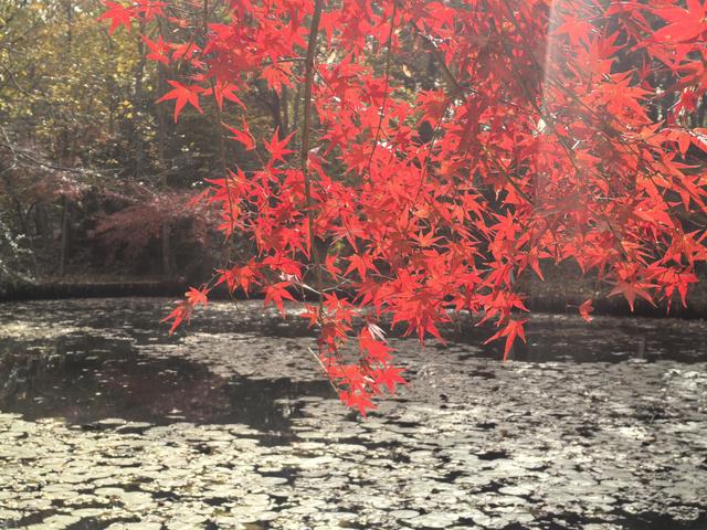 南京栖霞山一日徒步，游千年古刹，看漫山红叶