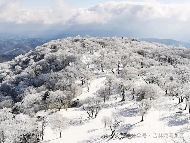 央视都来打卡！龙湾四方顶的玉树琼花，美成冰雪天花板