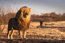 8 种令人难以置信的非洲野生动物以及在哪里可以看到它们图片