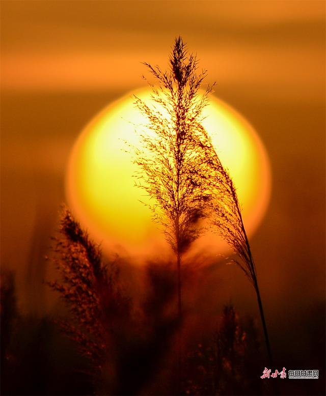 大漠深处落日圆 党河暮色醉敦煌