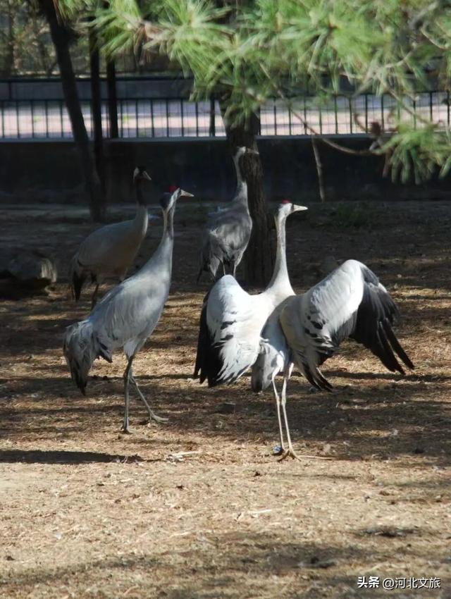 在保定，体验真实版“疯狂动物城”！