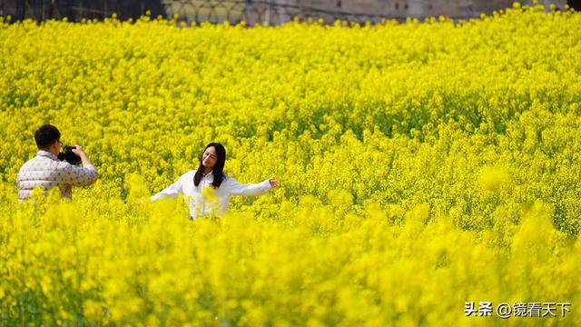 彝良海子油菜花开