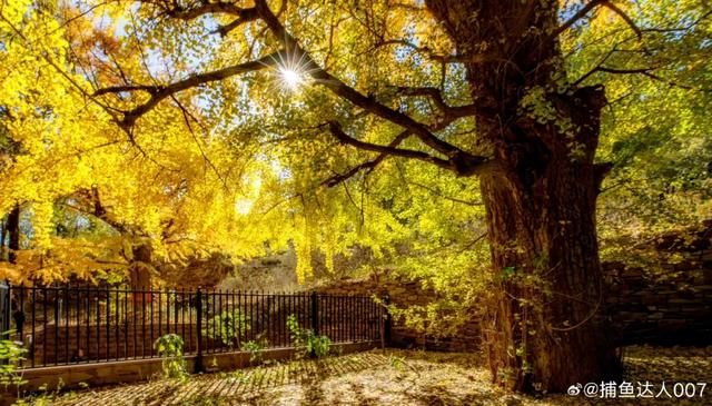 济南的这些千年银杏树美得正当时,最后“黄金期”快去打卡!