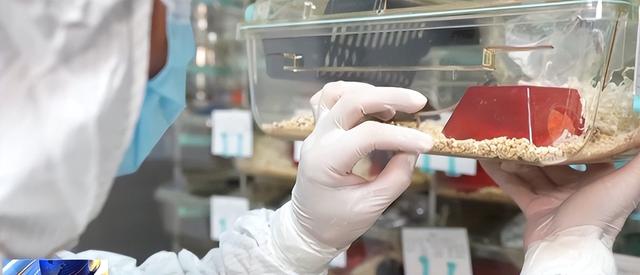 送动物上天不只为探路！小小"航天员"，帮人类找星际生存答案