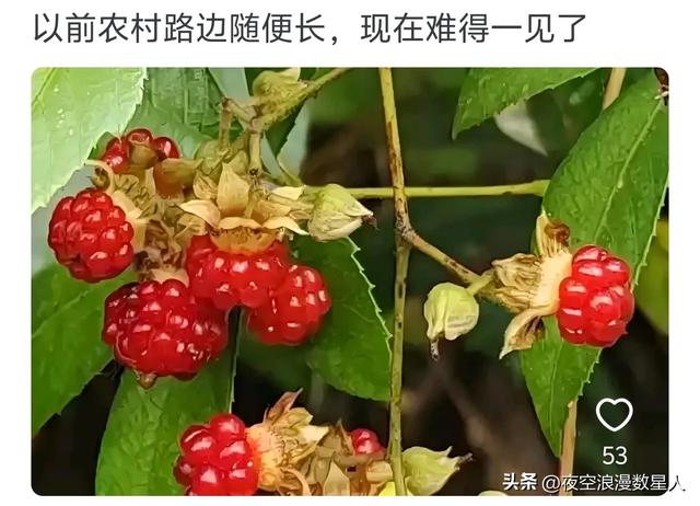 原来水果也会被时代淘汰，网友:真是活久见，有些还是防晕车神器