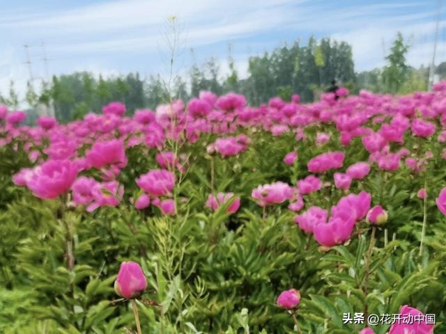 芍药菏泽，延续“甲天下”最美芳华