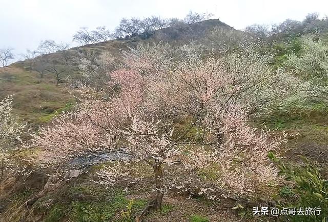 成都真正的“小林芝”盛景，被严重低估，漫山梅花，美到震撼！