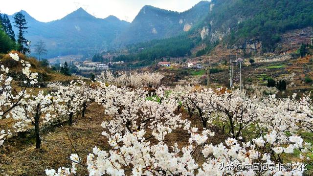 春风有信，花开有期：月照养生谷樱桃花海绘就春日浪漫图鉴
