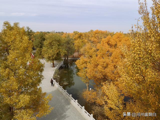 金塔胡杨林