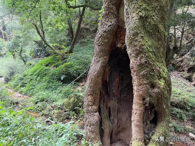 徒步武定香水箐，赏野草香飘、听溪流淙淙，徜徉绿水青山中，惬意