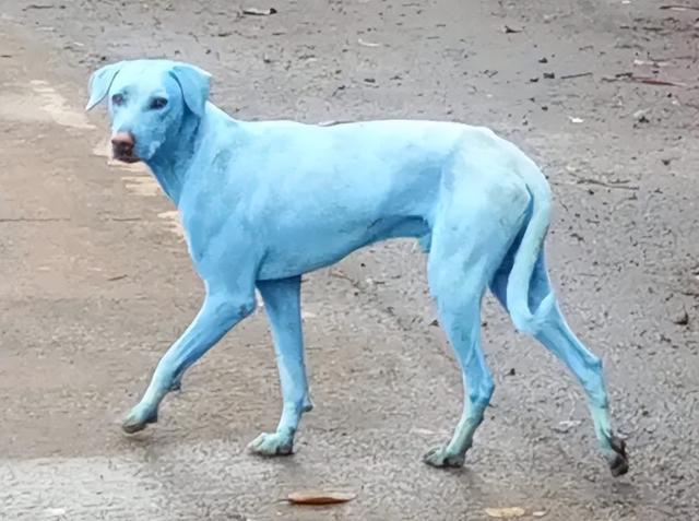 突变？切尔诺贝利发现蓝色的狗！是被核辐射变异了吗？