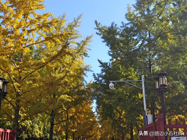 昔日皇家祭坛，今日大众踏秋——地坛秋日赏银杏