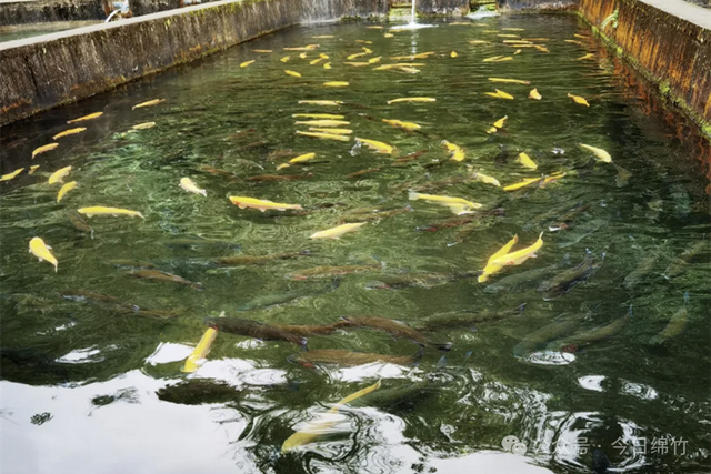 跟着央视秋晚游绵竹｜游绵竹必吃的10种特色美食！不吃等于白来！