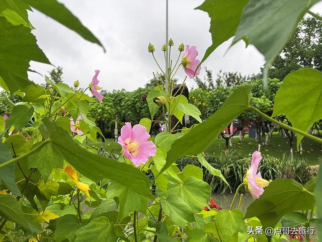 成都，最不可小看的公园，雨中超美，凉风阵阵，公共交通直达！