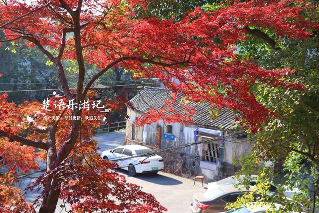 浙江宁波这处城中秘境被人忽略，但是秋色比油画还美，拍照特出片