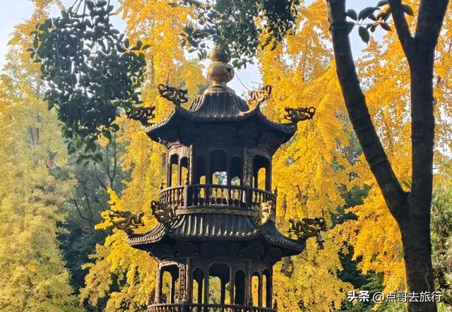 成都市区最美银杏都藏在这里，千年沉淀超级惊艳，公交车直达！