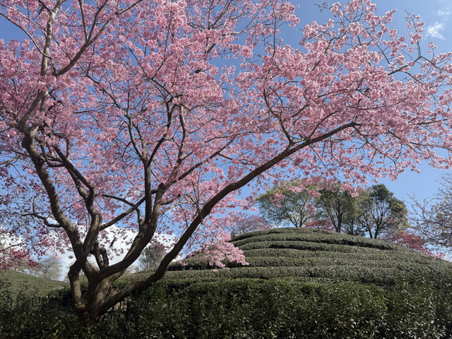 警苑 | 茶山樱花醉永福