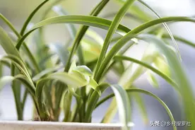 兰花叶片为什么有黑点？一针见血说出原因，可以这样防治图片