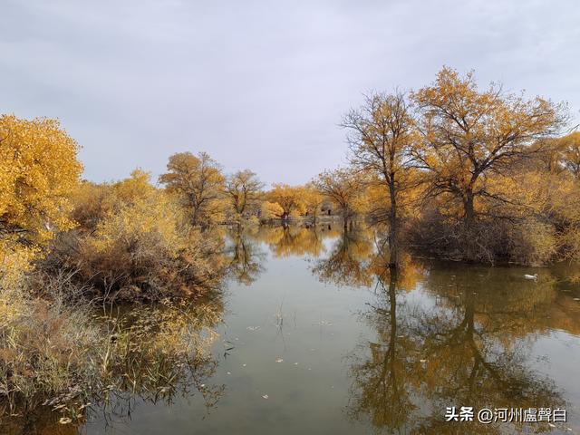 金塔胡杨林